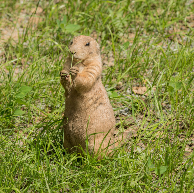 Brown rodent on green grass